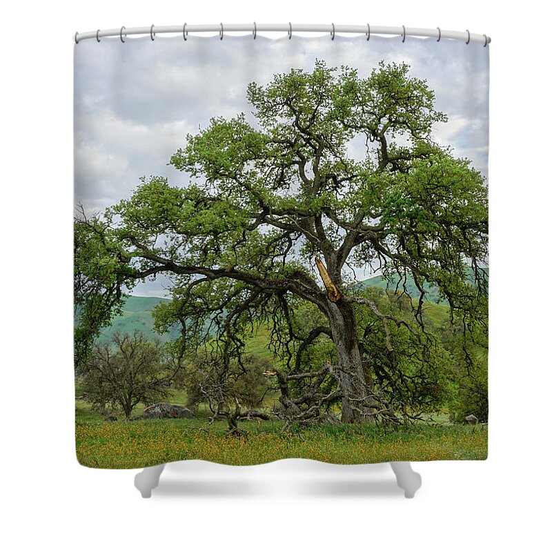 Oak Tree Shower Curtain featuring the photograph Majestic Oak Yokohl Valley by Brett Harvey