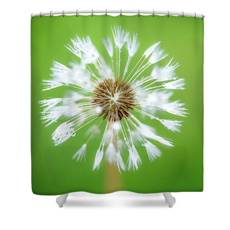 Abstract Shower Curtain featuring the photograph Make A Wish - on Green by Anita Nicholson