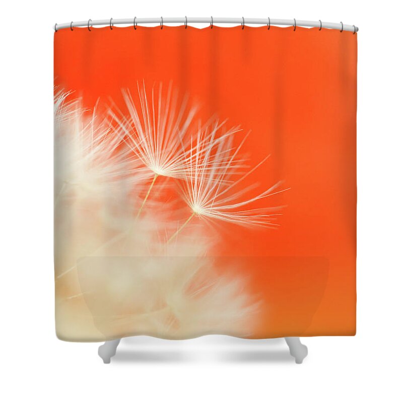 Ideas Shower Curtain featuring the photograph Make a Wish - on Orange by Anita Nicholson