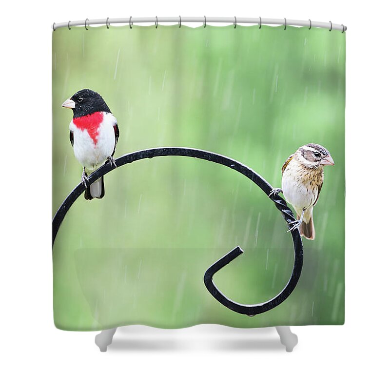 Rose Breasted Grosbeak Shower Curtain featuring the photograph Male and Female Rose Breasted Grosbeak by Stephanie Frey