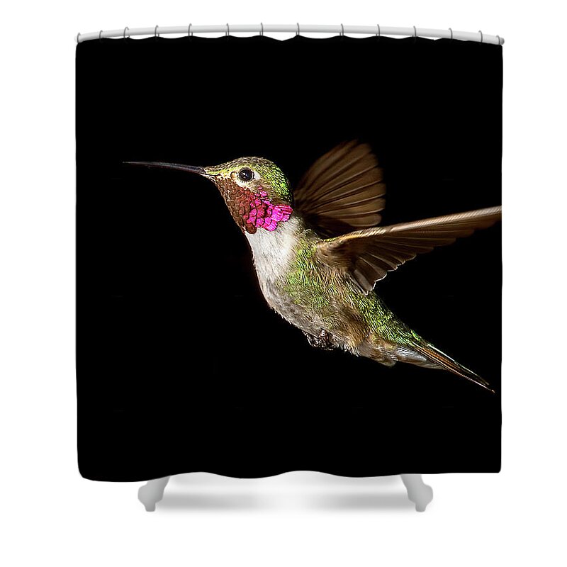 Hummingbird Shower Curtain featuring the photograph Male Broad-tailed Hummingbird by Judi Dressler