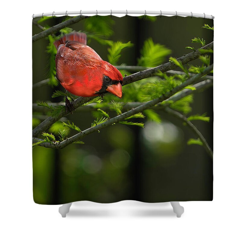 Birds Shower Curtain featuring the photograph Male Cardinal by Larry Marshall