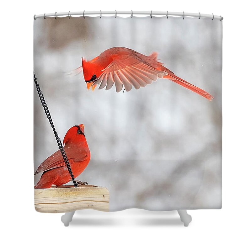 Cardinal Shower Curtain featuring the photograph Male Cardinal Standoff by Deborah Penland