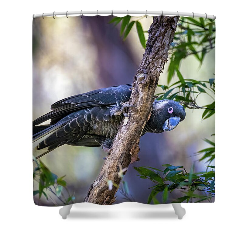 Carnaby's Black Cockatoo Shower Curtain featuring the photograph Male Carnaby's Black Cockatoo Male by Diana Andersen