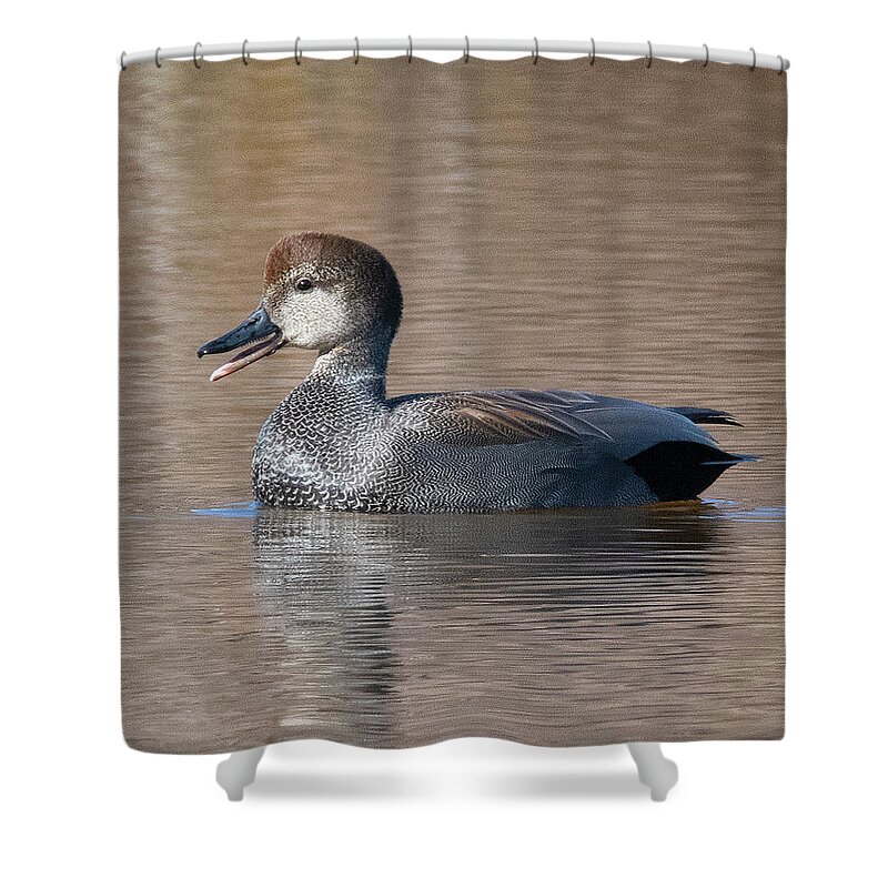 Nature Shower Curtain featuring the photograph Male Common Gadwall DWF0226 by Gerry Gantt