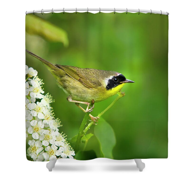 Warbler Shower Curtain featuring the photograph Male Common Yellowthroat Warbler by Christina Rollo