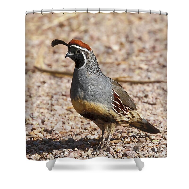 Quail Shower Curtain featuring the photograph Male Gambel's Quail by Susan Rissi Tregoning