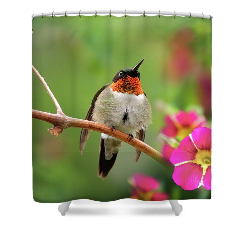 Hummingbird Shower Curtain featuring the photograph Male Ruby Throated Hummingbird by Christina Rollo