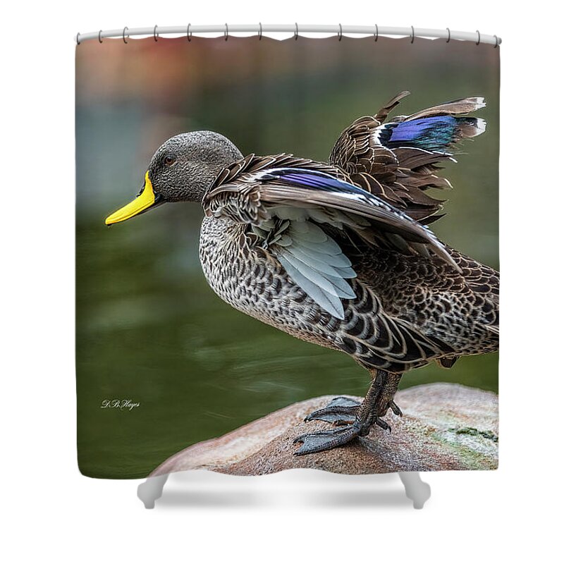 Ducks Shower Curtain featuring the photograph Mallard by DB Hayes