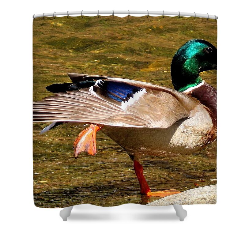 Ducks Shower Curtain featuring the photograph Mallard Doing the Big Stretch by Linda Stern