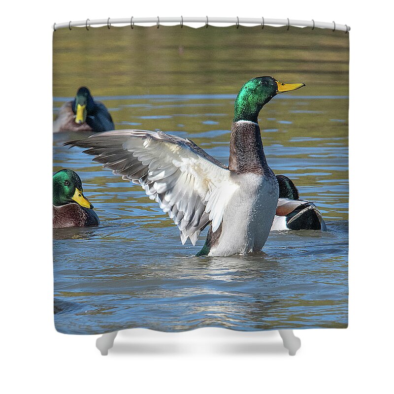 Nature Shower Curtain featuring the photograph Mallard Drake Flapping His Wings DWF0205 by Gerry Gantt