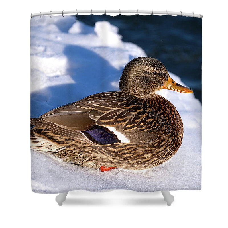 Duck Shower Curtain featuring the photograph Mallard Duck on Snow by Flinn Hackett