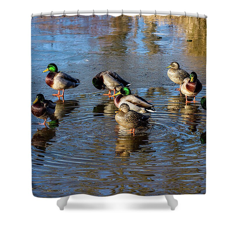 5- Places Shower Curtain featuring the photograph Mallard ducks chilling out by Louis Dallara