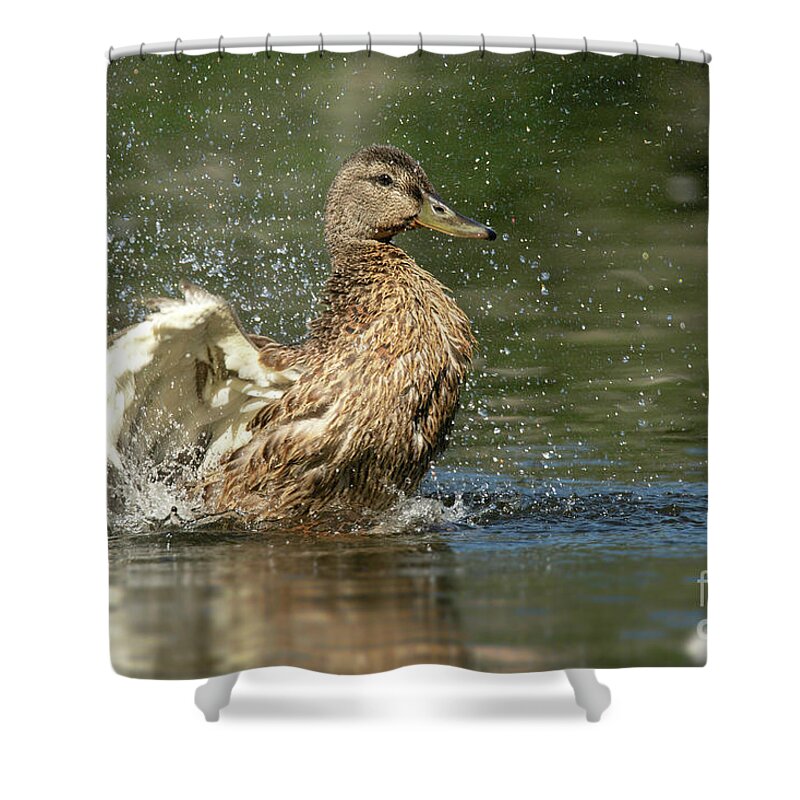 Mallard Shower Curtain featuring the photograph Mallard Hen Duck Splashing in Water by Nikki Vig