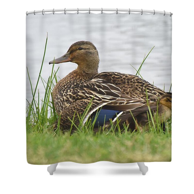Mallard Duck Shower Curtain featuring the photograph Mallards 600 by Joyce StJames