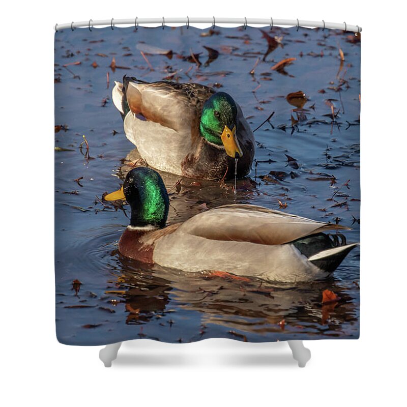 Mallards Shower Curtain featuring the photograph Mallards in the Pond by Dorothy Cunningham