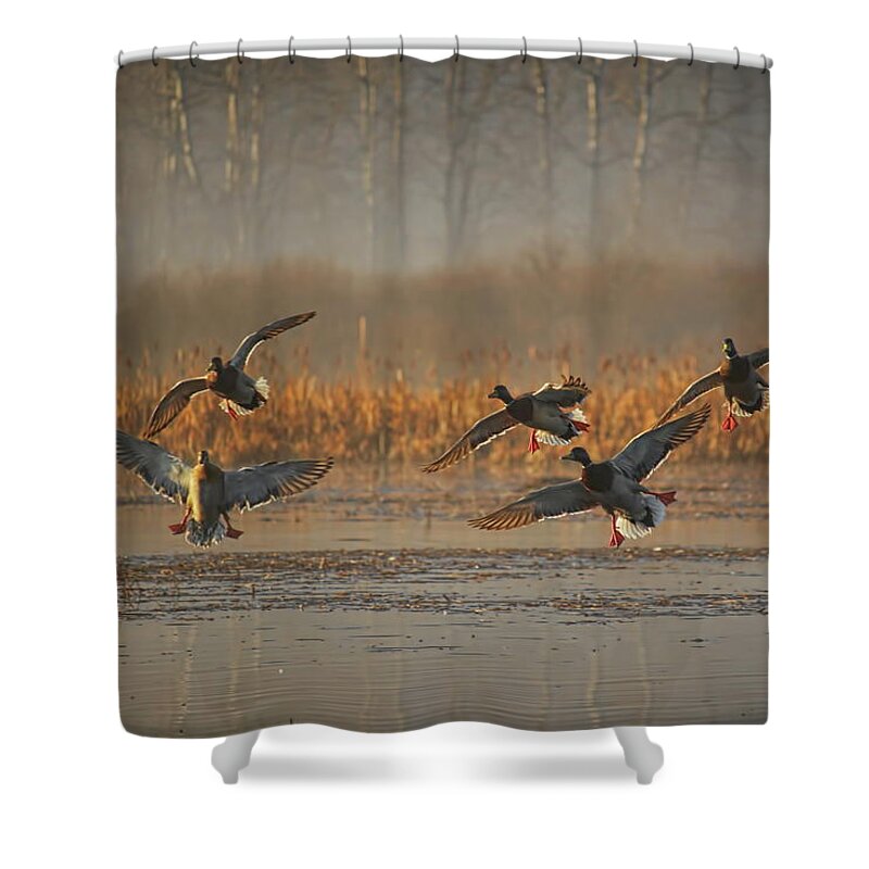 Waterfowl Shower Curtain featuring the photograph Mallards With Feet Dangling by Dale Kauzlaric