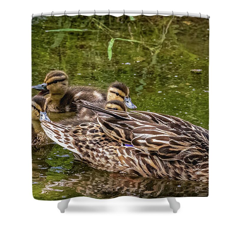 Animals Shower Curtain featuring the photograph Mama and Babies by Brian Shoemaker