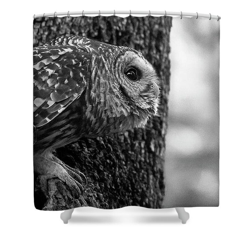 Mama Barred Owl Shower Curtain featuring the photograph Mama Barred Owl Ready to Fly Away by Puttaswamy Ravishankar