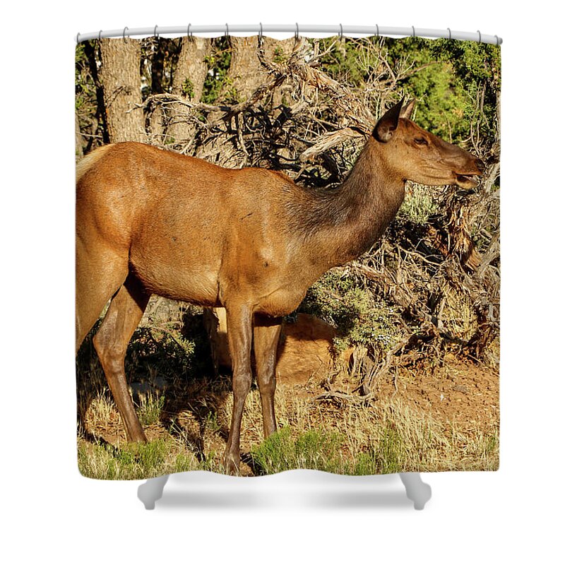2020 Shower Curtain featuring the photograph Mama Elk calling to Calf by Dawn Richards