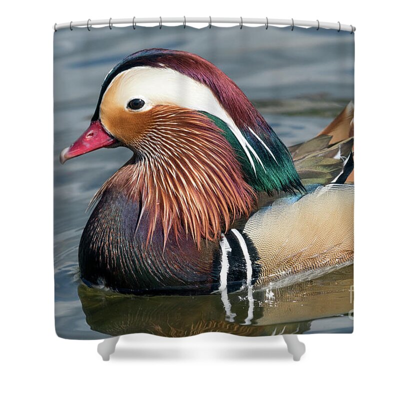 Kmaphoto Shower Curtain featuring the photograph Mandarin Duck II by Kristine Anderson