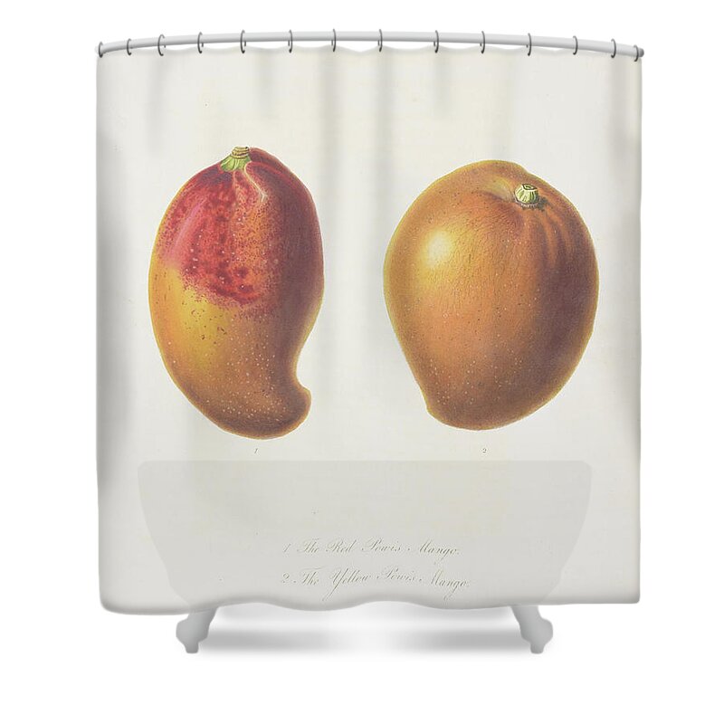 Mango Drawings Shower Curtain featuring the digital art Mango c. 1812 by Kim Kent