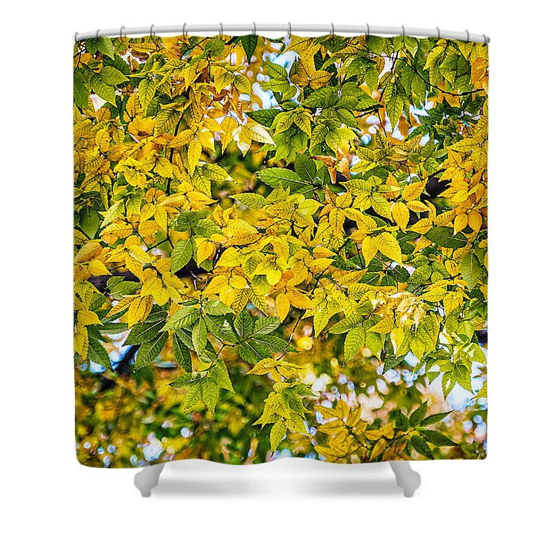 Leaves Shower Curtain featuring the photograph Many Autumn Leaves by Stuart Litoff