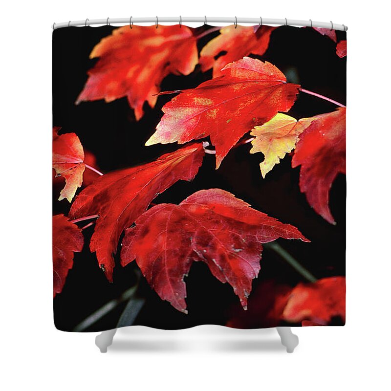 Autumn Leaves Shower Curtain featuring the photograph Maple Fire by Steven Nelson