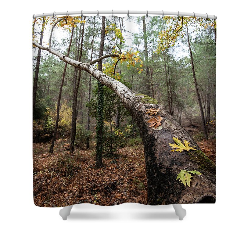 Autumn Shower Curtain featuring the photograph Maple leaves on a tree branch in autumn. Fall season in a forest. by Michalakis Ppalis