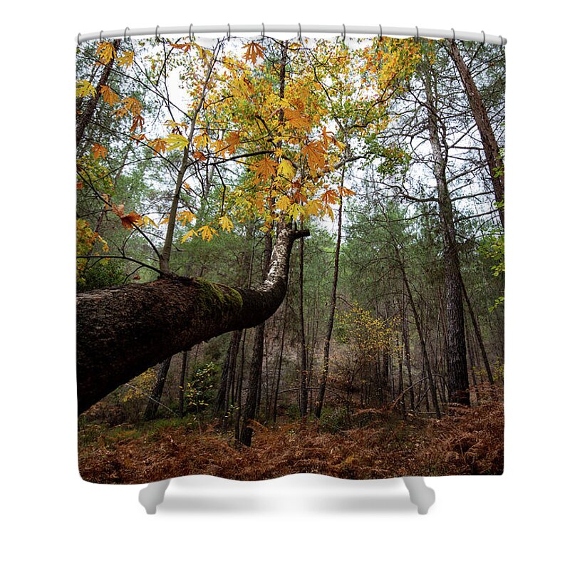 Autumn Shower Curtain featuring the photograph Maple tree with yellow leaves in autumn in a forest . Troodos Cyprus by Michalakis Ppalis