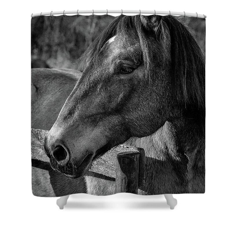 Mare Shower Curtain featuring the photograph Mare Profile by Art Cole