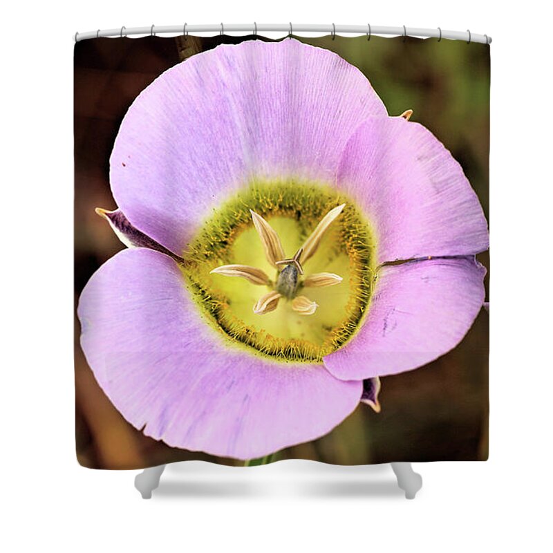 Flower Shower Curtain featuring the photograph Mariposa Lily by Bob Falcone