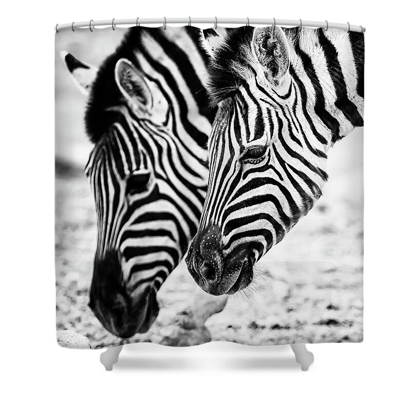 Plains Zebra Shower Curtain featuring the photograph Markings on a Zebra's Face by Belinda Greb