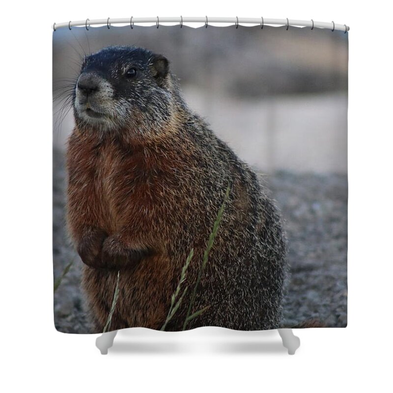 Marmot Shower Curtain featuring the photograph Marmot by Yvonne M Smith