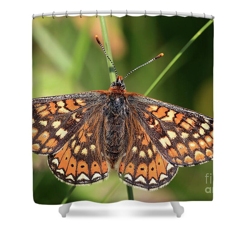 Marsh Fritillary Shower Curtain featuring the photograph Marsh Fritillary, Euphydryas aurina. by Tony Mills