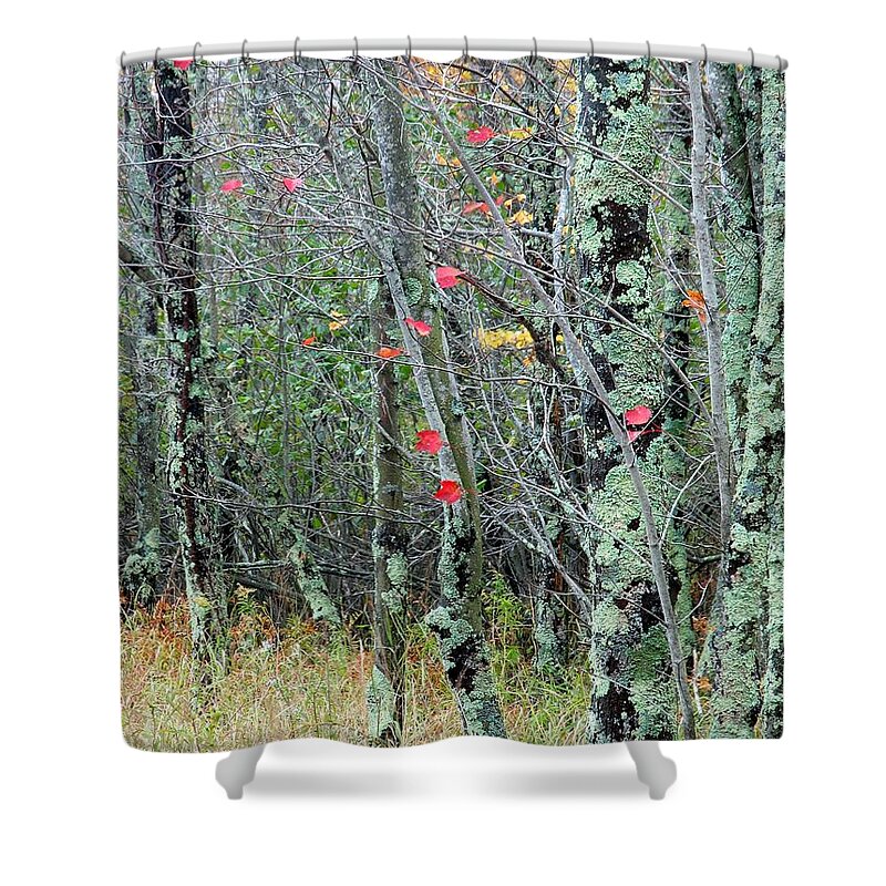 Tree Shower Curtain featuring the photograph Marsh Trees by Juergen Roth