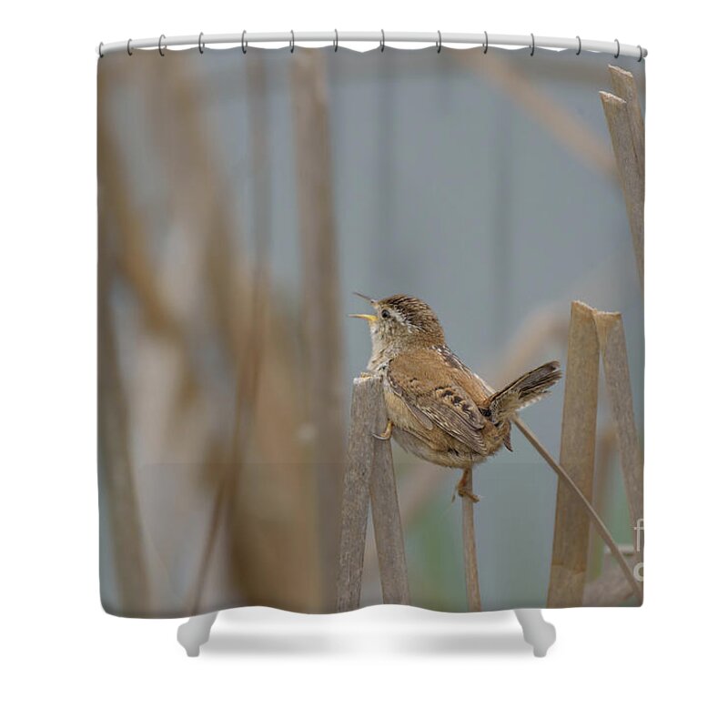 Cattail Shower Curtain featuring the photograph Marsh Wren Singing in the Reeds by Nancy Gleason