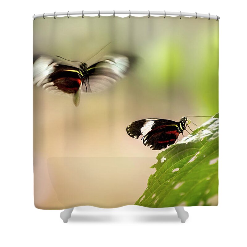 Butterfly Shower Curtain featuring the photograph Mating Games by John Poon