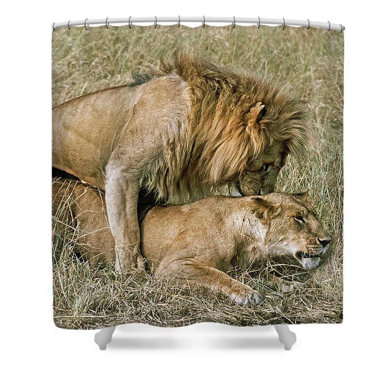 Lion Shower Curtain featuring the photograph Mating Lions by Liz Leyden
