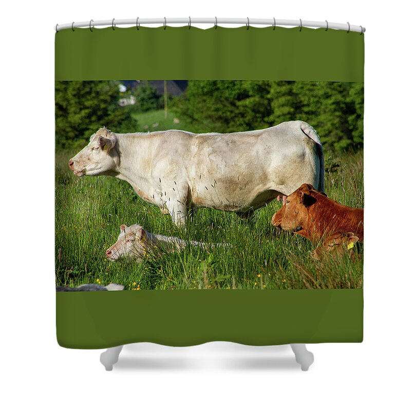 Cow Shower Curtain featuring the photograph Meenoline Cows by Mark Callanan