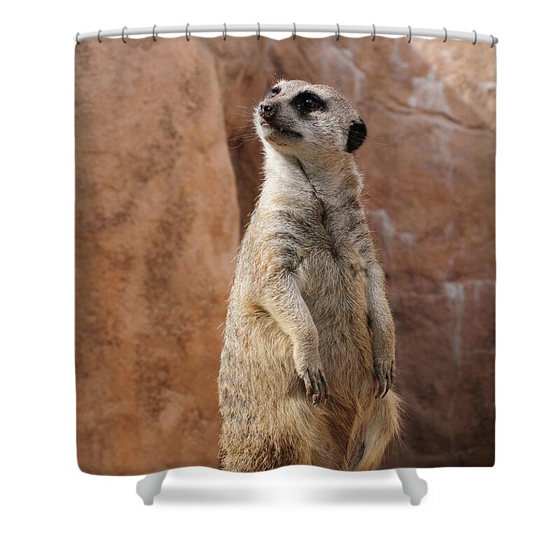 Alert Shower Curtain featuring the photograph Meerkat Standing Guard by Tom Potter