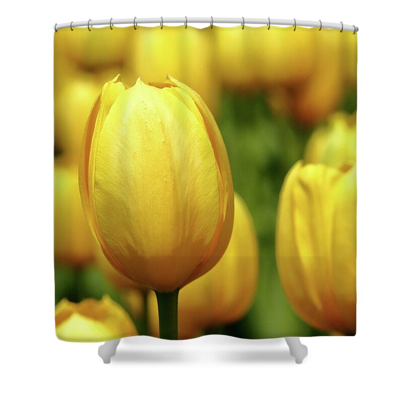 Yellow Shower Curtain featuring the photograph Mellow Yello by Lens Art Photography By Larry Trager