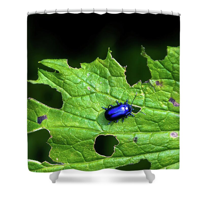 Agriculture Shower Curtain featuring the photograph Metallic Blue Leaf Beetle On Green Leaf With Holes by Andreas Berthold