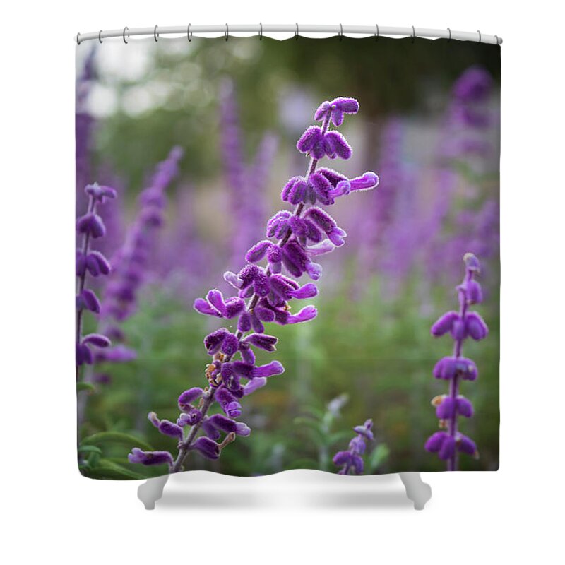 Sage Shower Curtain featuring the photograph Mexican Bush Sage by Alison Frank