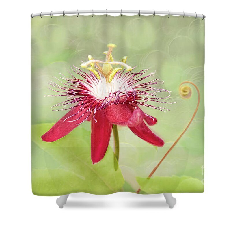 Passionflower Shower Curtain featuring the photograph Midsummer's Delight by Marilyn Cornwell