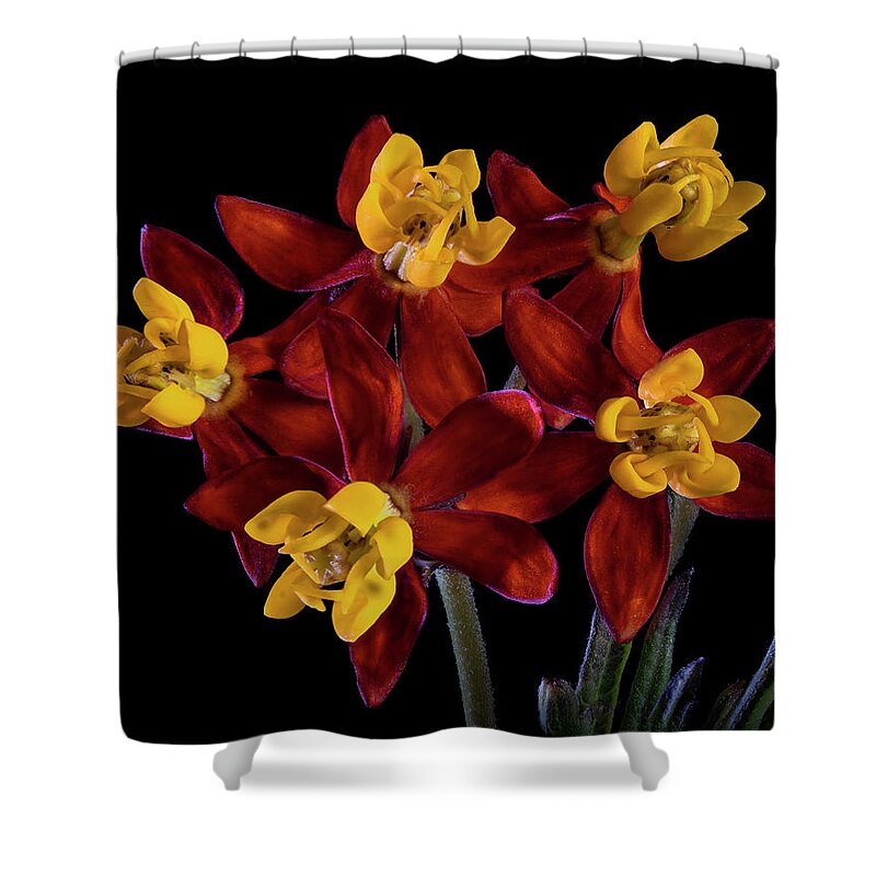 Milkweed Flowers Shower Curtain featuring the photograph Milkweed Flowers by Endre Balogh