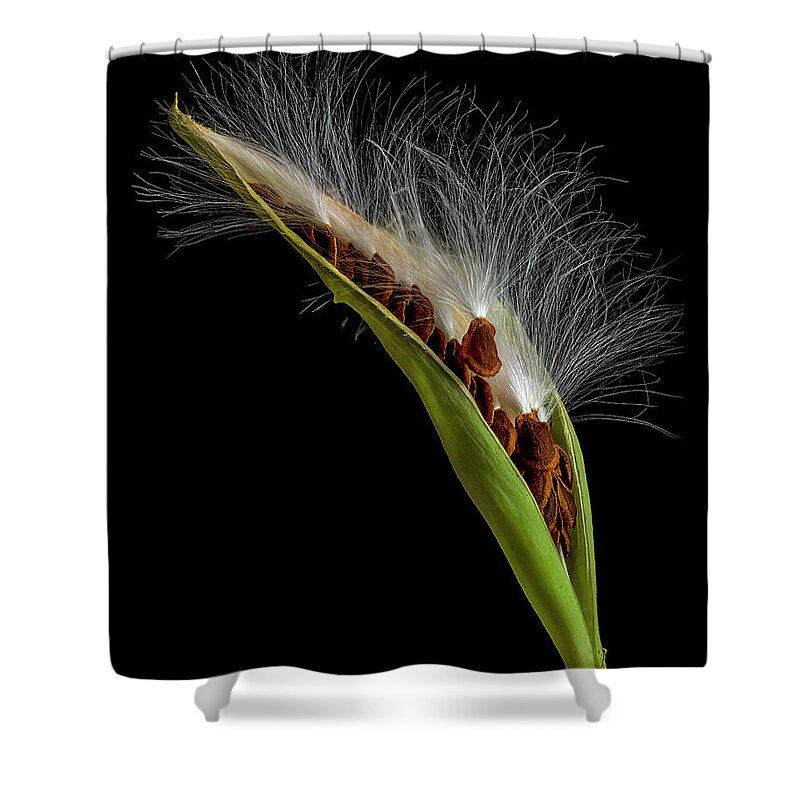 Milkweed Shower Curtain featuring the photograph Milkweed Pod 3 by Endre Balogh