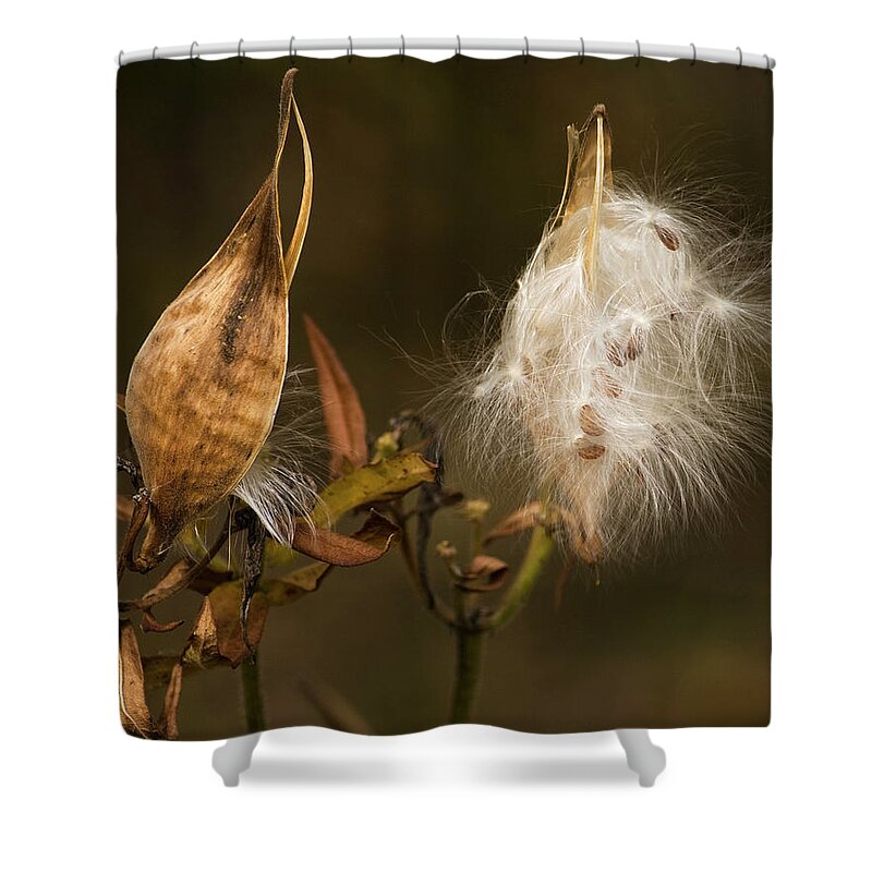Milkweed Shower Curtain featuring the photograph Milkweed Pods by Cheryl Day