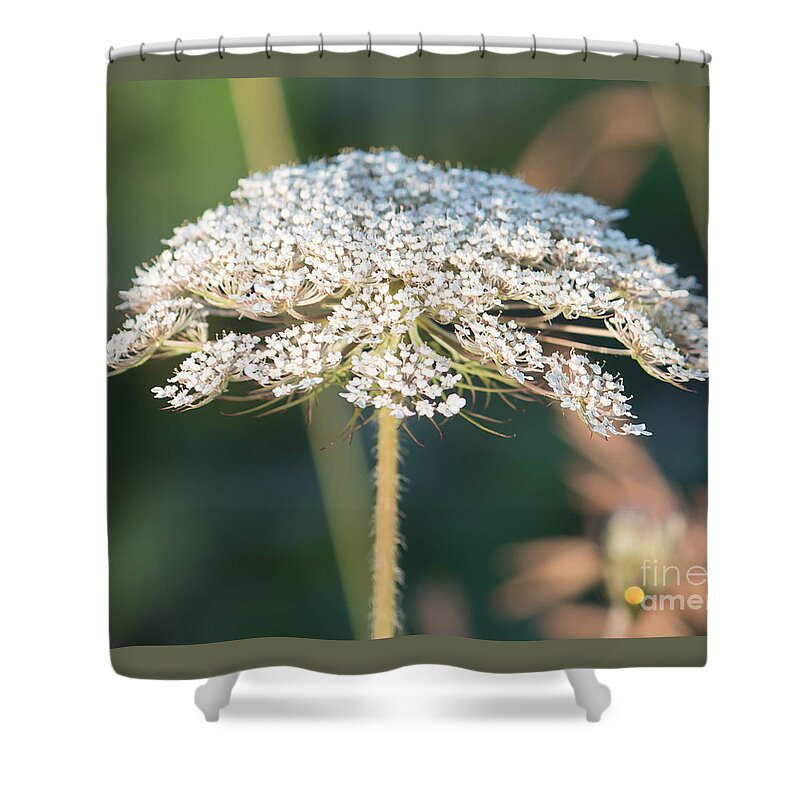 Flower Shower Curtain featuring the photograph Milkweed Umbrella by Marc Champagne
