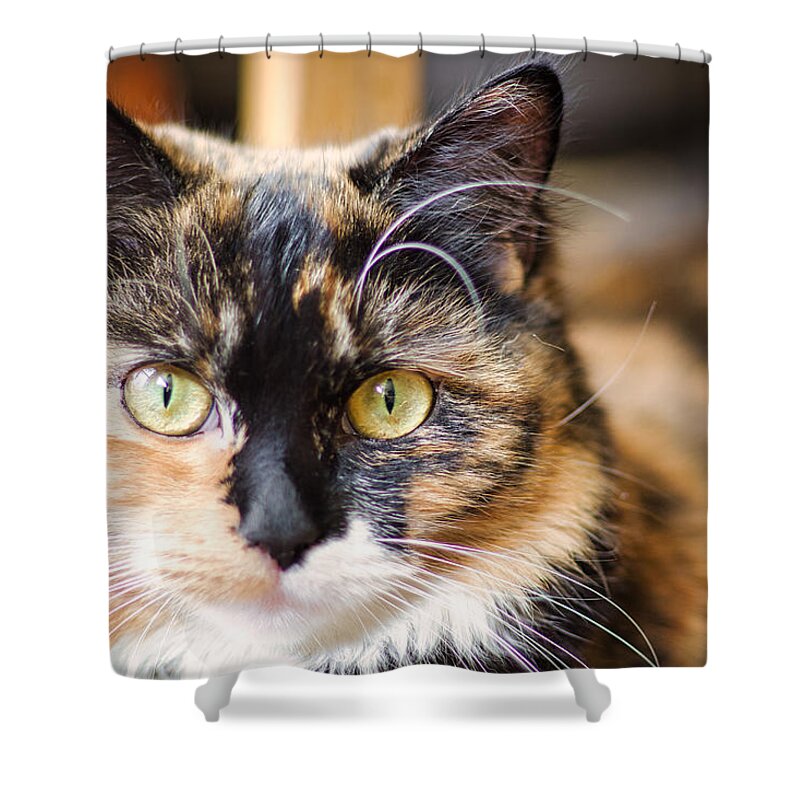 Cat Shower Curtain featuring the photograph Mini Me by Raymond Hill